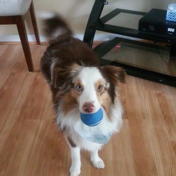 Paw Cutz - Anna did a great job with my Mini American  Shepherd.  He's so clean and soft. - Pet Groomers Near Me - Stafford, Virginia