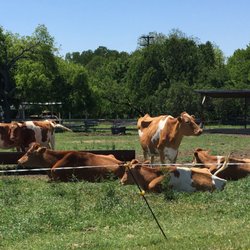Lucky Layla Farms - Jersey cows on the property. Pretty friendly cows.