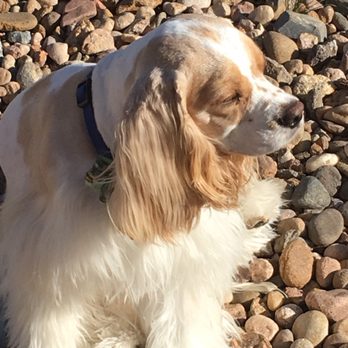Pet Clips - Daddy's well groomed little boy - Pet Groomers Near Me - Aurora, Colorado Pet Clips - Daddy's well groomed little boy - Pet Groomers Near Me - Aurora, Colorado
