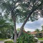Photo of Action Tree Care