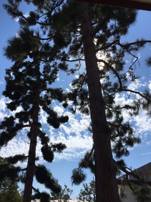 Torrance High School by null