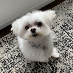 Completely chopped my dog's ears off after I asked that she not cut too short. Also uneven. Literally cut all the way to the skin. Completely chopped my dog's ears off after I asked that she not cut too short. Also uneven. Literally cut all the way to the skin.