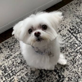 City Dog Spa & Boutique - Completely chopped my dog's ears off after I asked that she not cut too short. Also uneven. Literally cut all the way to the skin. - Pet Groomers Near Me - Montclair, New Jersey City Dog Spa & Boutique - Completely chopped my dog's ears off after I asked that she not cut too short. Also uneven. Literally cut all the way to the skin. - Pet Groomers Near Me - Montclair, New Jersey