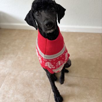 PetSmart Dog Training - Olly - Pet Stores Near Me - Modesto, California PetSmart Dog Training - Olly - Pet Stores Near Me - Modesto, California