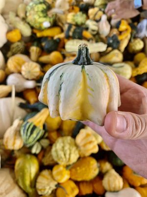 State Farmers Market by null
