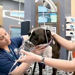 Veterinary Specialists of the Rockies - Veterinary technicians caring for a patient.