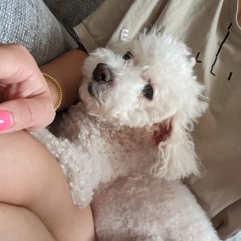 Veterinary Care Group - Whitestone - Doing fabulous now five weeks post surgery - Veterinarians Near Me - Whitestone, New York