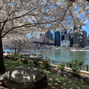 Roosevelt Island - Cherry blossom season - Farmers Market Near Me - New York, New York Roosevelt Island - Cherry blossom season - Farmers Market Near Me - New York, New York
