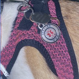 Service animal tag- note the dog is also the size of a squirrel Service animal tag- note the dog is also the size of a squirrel