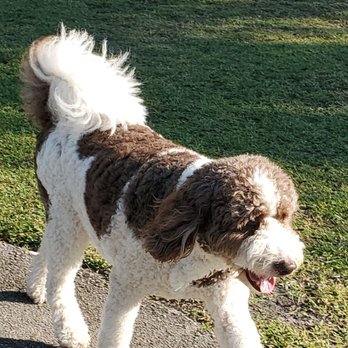 Barkham at Markham Park - We're back! - Dog Parks Near Me - Sunrise, Florida