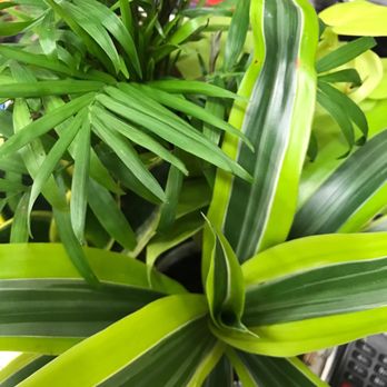 Rainbow - $5 each! Amazing air filtering plants! - Nurseries & Gardening Near Me - Rosemead, California Rainbow - $5 each! Amazing air filtering plants! - Nurseries & Gardening Near Me - Rosemead, California