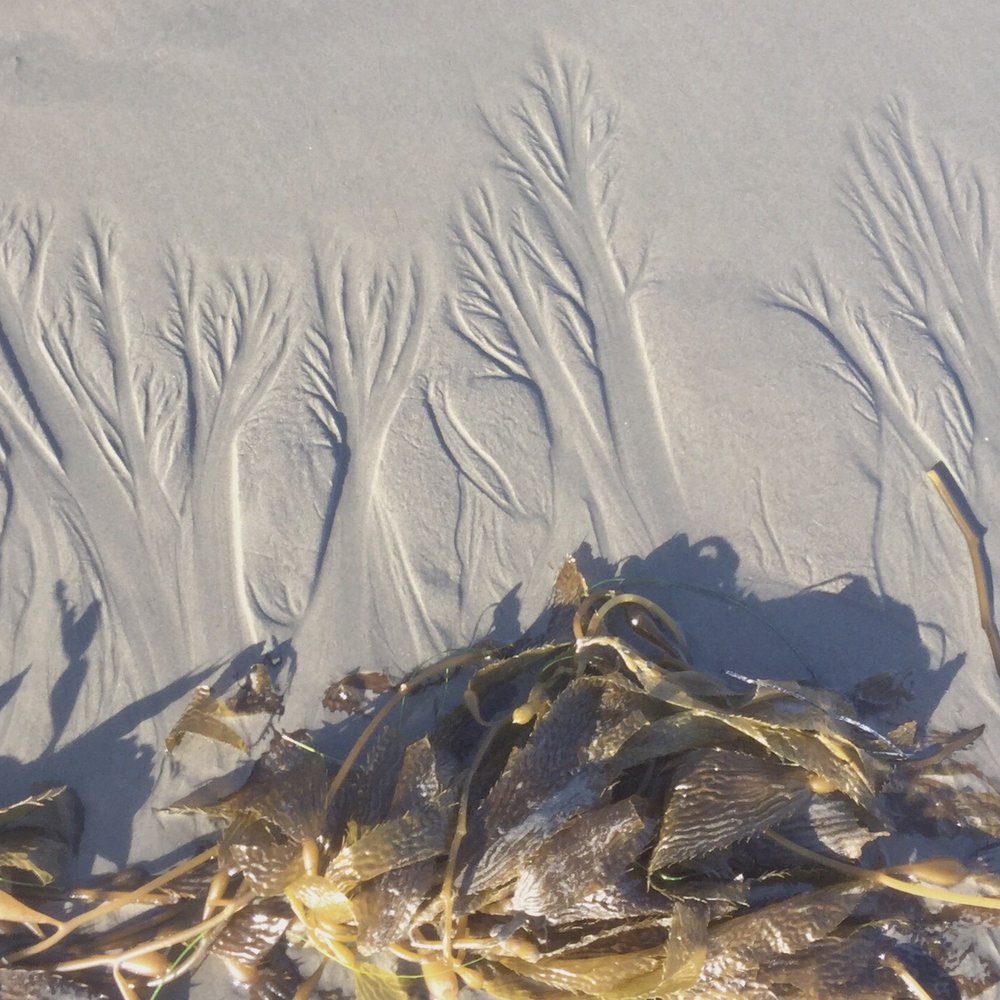 East Beach - See we have fall trees here too - Beaches Near Me - Santa Barbara, California
