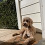 Photo of K-9 Imperator