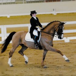Villa Rosa Dressage