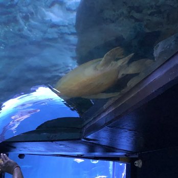 Ripley's Mirror Maze - Sea turtle - Aquariums Near Me - Myrtle Beach, South Carolina Ripley's Mirror Maze - Sea turtle - Aquariums Near Me - Myrtle Beach, South Carolina