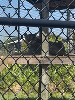 Alabama Gulf Coast Zoo by null