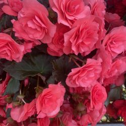 Countryside Greenhouse - Begonias. $21.99 per basket