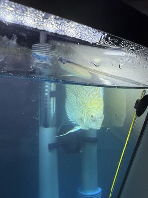 The Fin Shop by null