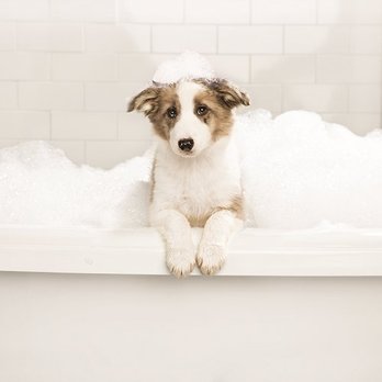 PetSmart - Pet Training Near Me - Collierville, Tennessee