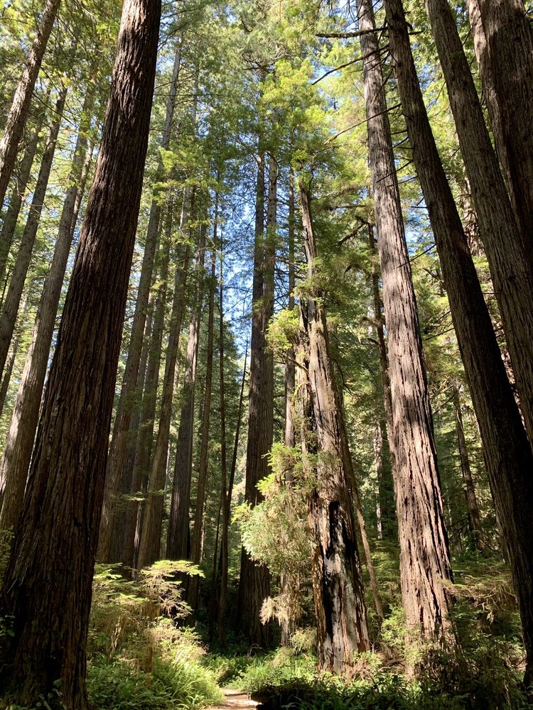 JAMES IRVINE MINER’S RIDGE LOOP TRAIL 20 Photos 127011 Newton B