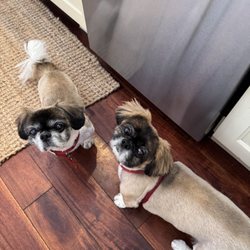 Brusarah Pet Grooming Salon