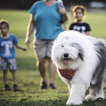 ZilkerBark - Rocco the 1yr old Old English sheepdog (instagram @rocco_roni) - Pet Photography Near Me