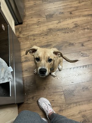 Lucky Dog Animal Rescue by null