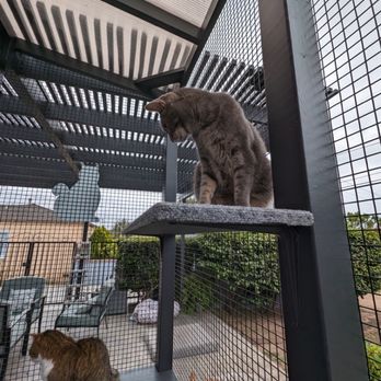 Catio Guy - Dorian and The Dude - Pet Services Near Me Catio Guy - Dorian and The Dude - Pet Services Near Me