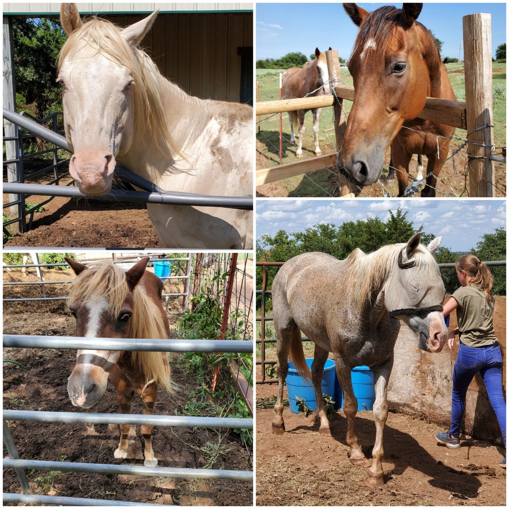 Cedar Rescue - equestrian in Cement, OK
