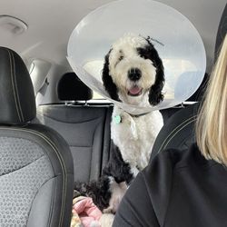 Rigby after neutering. planned pethood took care of my sweet dog at an affordable price and treated him with so much care.