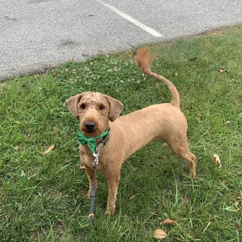 Diamond Dogs - Pet Groomers Near Me - Baltimore, Maryland