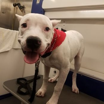 Papo's Mobile Grooming - Pet Groomers Near Me Papo's Mobile Grooming - Pet Groomers Near Me
