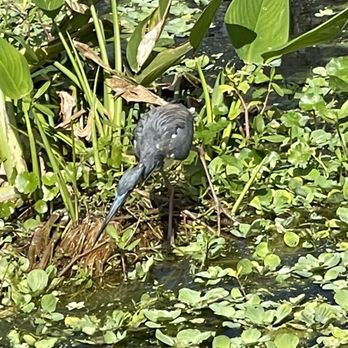 Green Cay Nature Center - Local Flavor Near Me - Boynton Beach, Florida