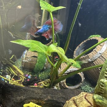 Aquarium Pro - Aquarium Services Near Me - Centralia, Washington Aquarium Pro - Aquarium Services Near Me - Centralia, Washington
