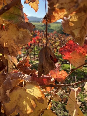 Denner Vineyards by null