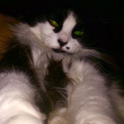 HOME VET CARE