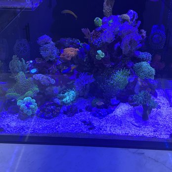 Aqua SD - Nano tank - Local Fish Stores Near Me - San Diego, California Aqua SD - Nano tank - Local Fish Stores Near Me - San Diego, California