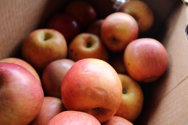 Larsen Lake Blueberry Farm by null