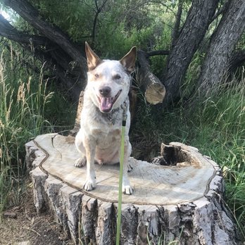 Zen Pet - Durango Pete - Holistic Animal Care Near Me