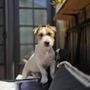 Photo of Dirty Paws Pet Wash