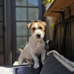 Dirty Paws Pet Wash - Mia