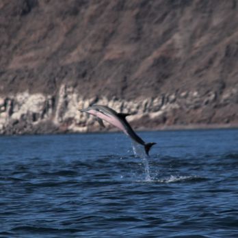 Silver Shark Adventures - Catching some air! - Boat Tours Near Me