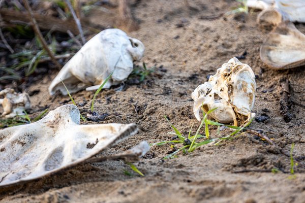 Año Nuevo State Park by null