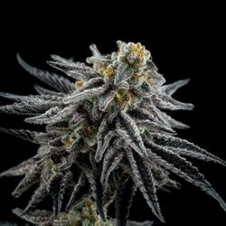 Verilife Dispensary