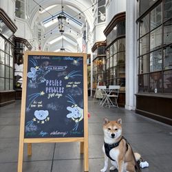 Burlington Arcade - Shiba at the arcade