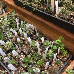 Parrish & Grove - the tiniest and cutest plants!!