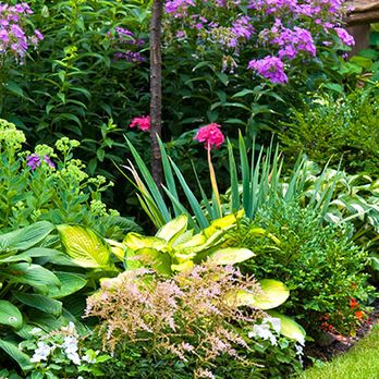 Terra Heights Landscaping - What a beauty - Lawn Services Near Me - Grass Valley, California Terra Heights Landscaping - What a beauty - Lawn Services Near Me - Grass Valley, California