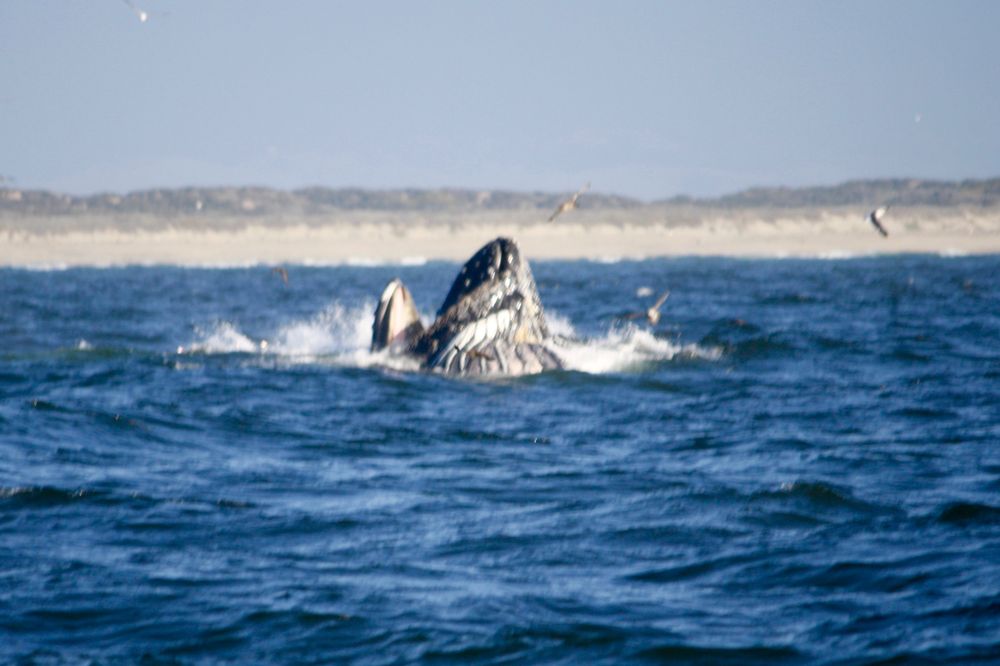 Blue Water Ventures Logo