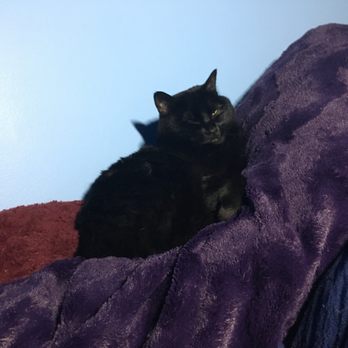 Compassion 4 Paws - Cat - Pet Hospice Near Me Compassion 4 Paws - Cat - Pet Hospice Near Me