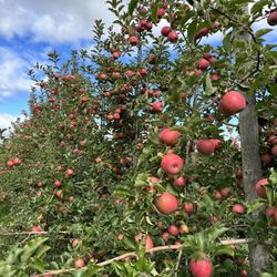 Melick Orchards